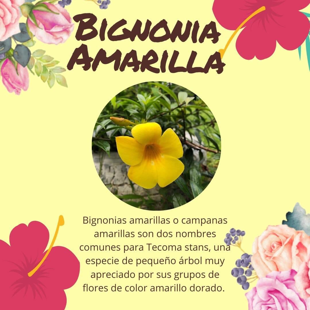 Animales de granja pastando en el jardín