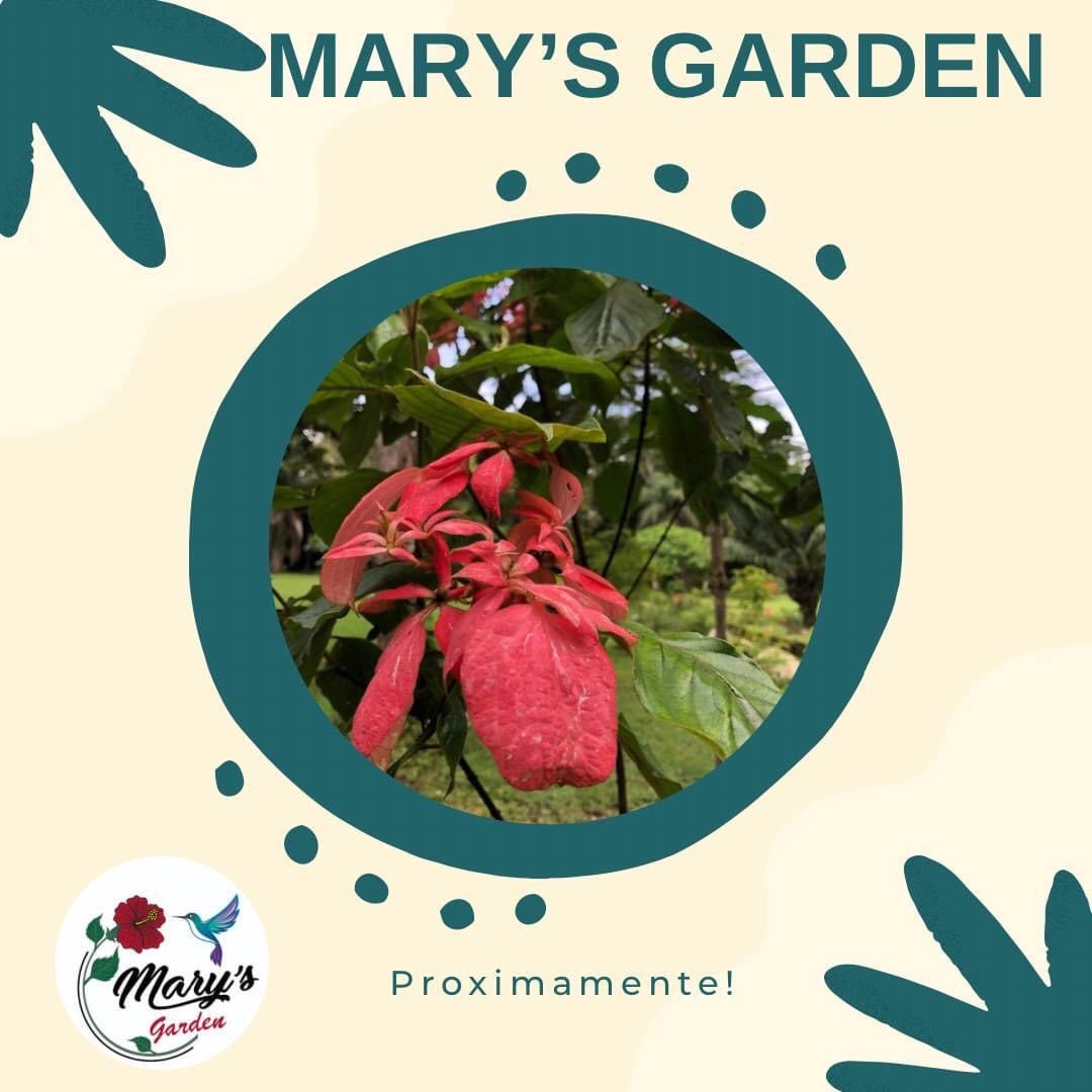 Paisaje tropical natural en Mary's Garden