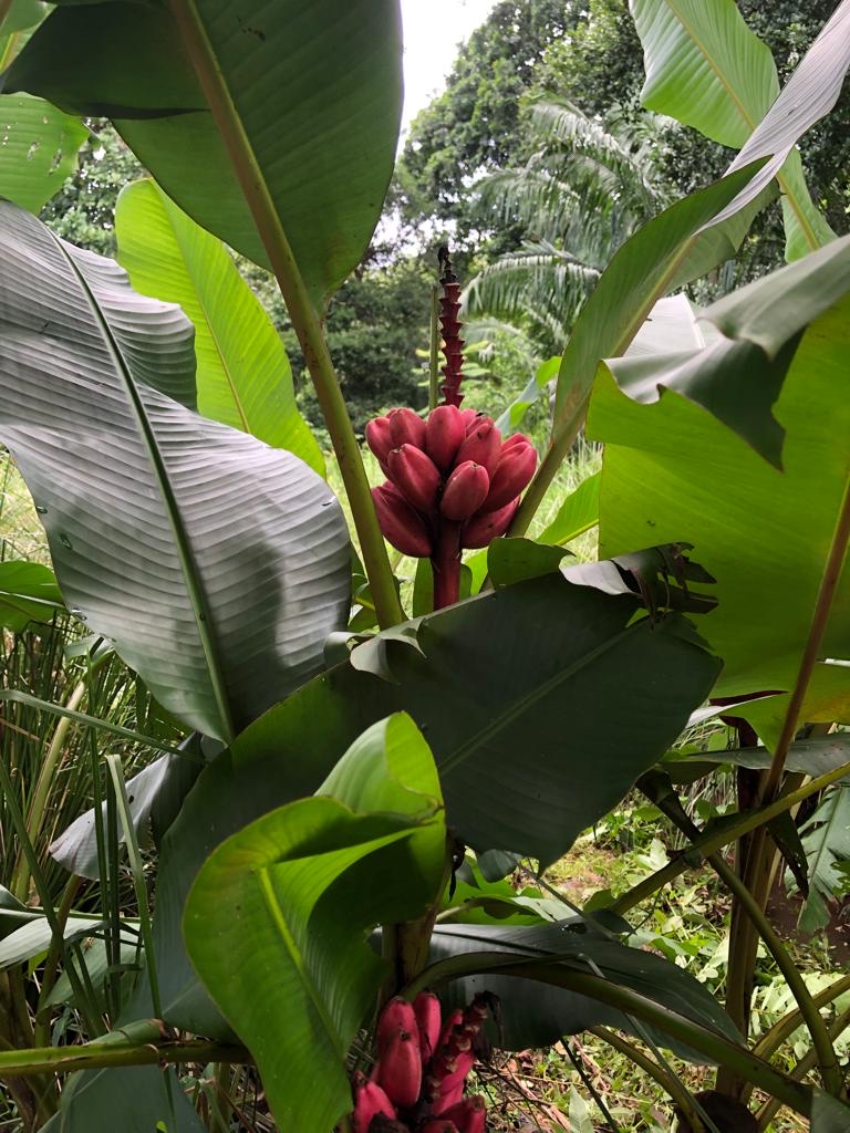 Jardín El Espave con plátanos y bananos en Mary's Garden