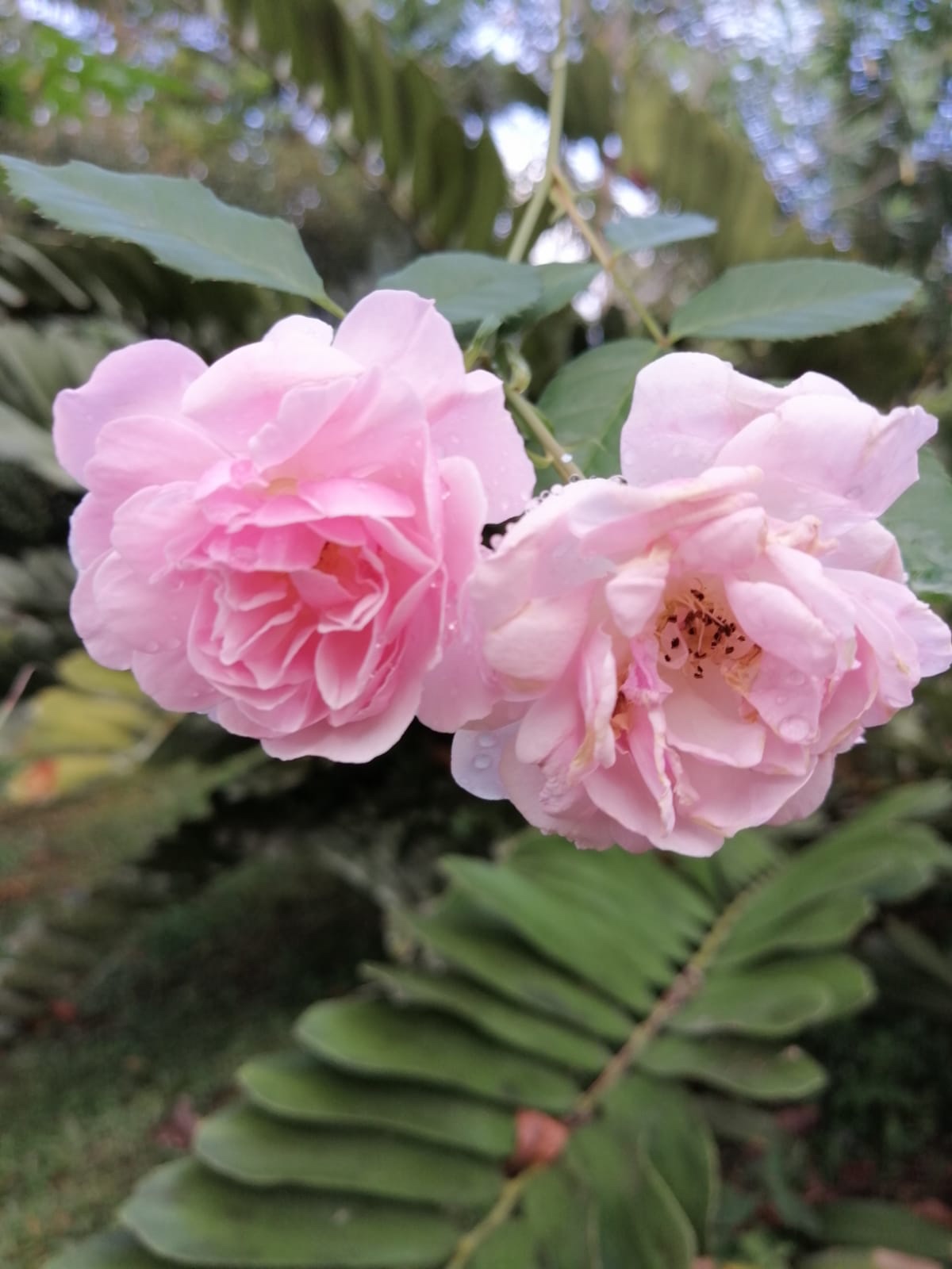 Jardín Boton de Oro con ovejas, cabras y flores en Mary's Garden