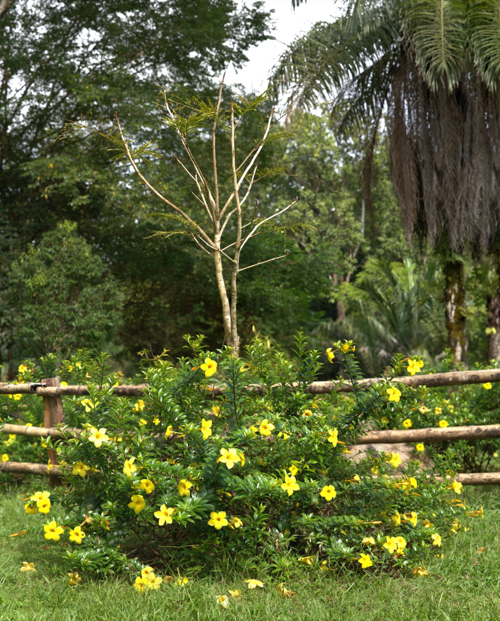 Huerta La Mussaenda en Mary's Garden